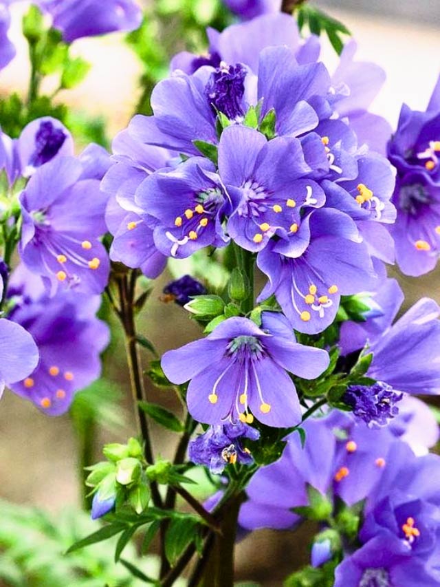 दुनिया के 9 दुर्लभ फूल जिनके बारे में आप शायद नहीं जानते